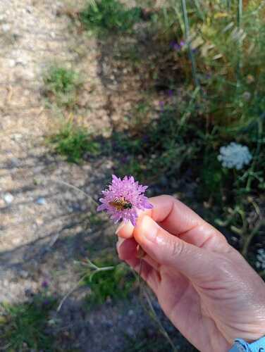 Great Banded Furrow Bee