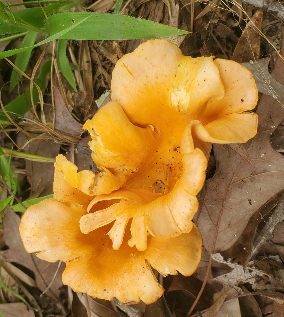 Smooth Chanterelle
