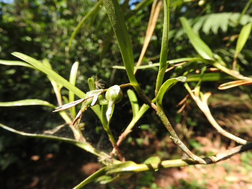 Image of Epidendrum ramosum by (c) Alexis López Hernández, some rights reserved (CC BY)