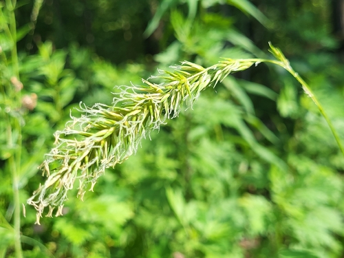 sweet vernal grass