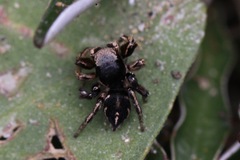 Habronattus schlingeri
