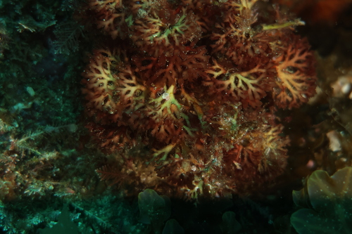 Rhodymenia californica observed 2026-05-31