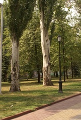 Populus