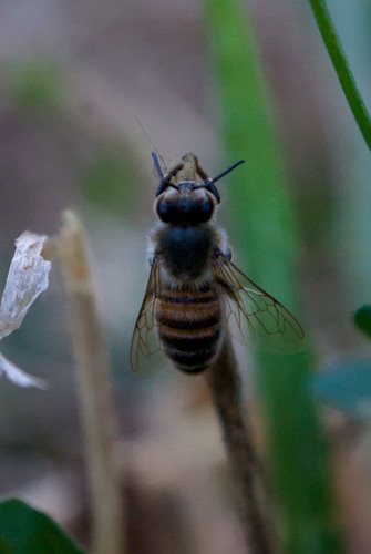 Western Honey Bee