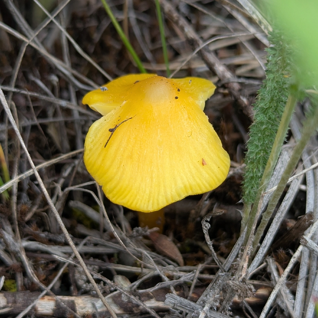 Persistent Waxcap