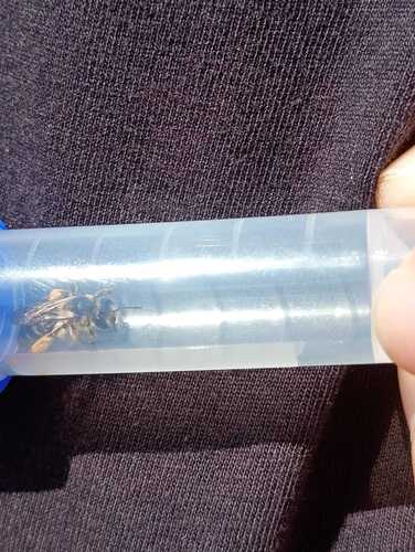 Yellow-legged Mining Bee