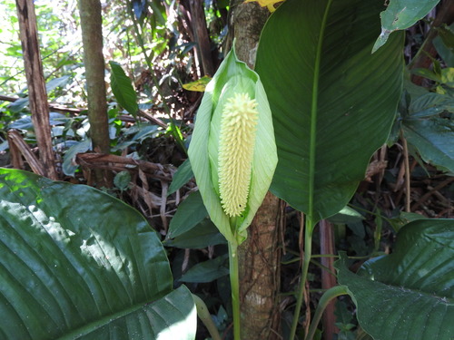Image of Spathiphyllum friedrichsthalii by (c) Alexis López Hernández, some rights reserved (CC BY)