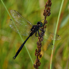 Somatochlora tenebrosa