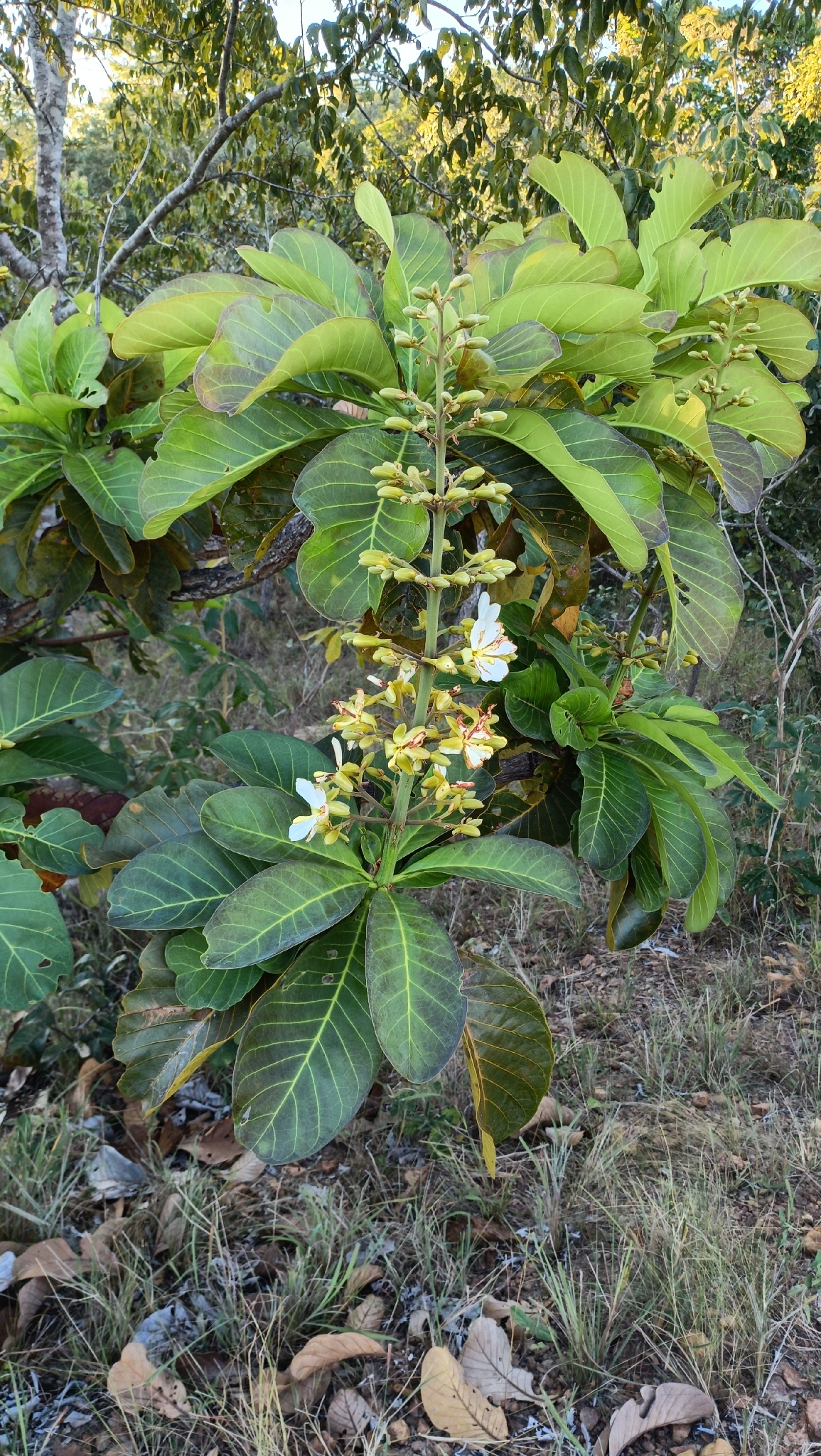 Salvertia convallariodora