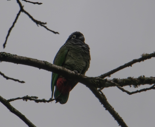 Scaly-headed Parrot