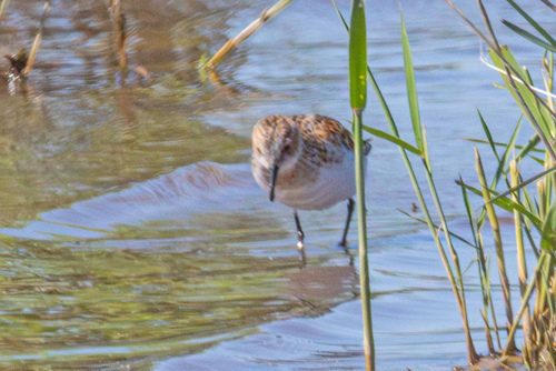 iNaturalist image