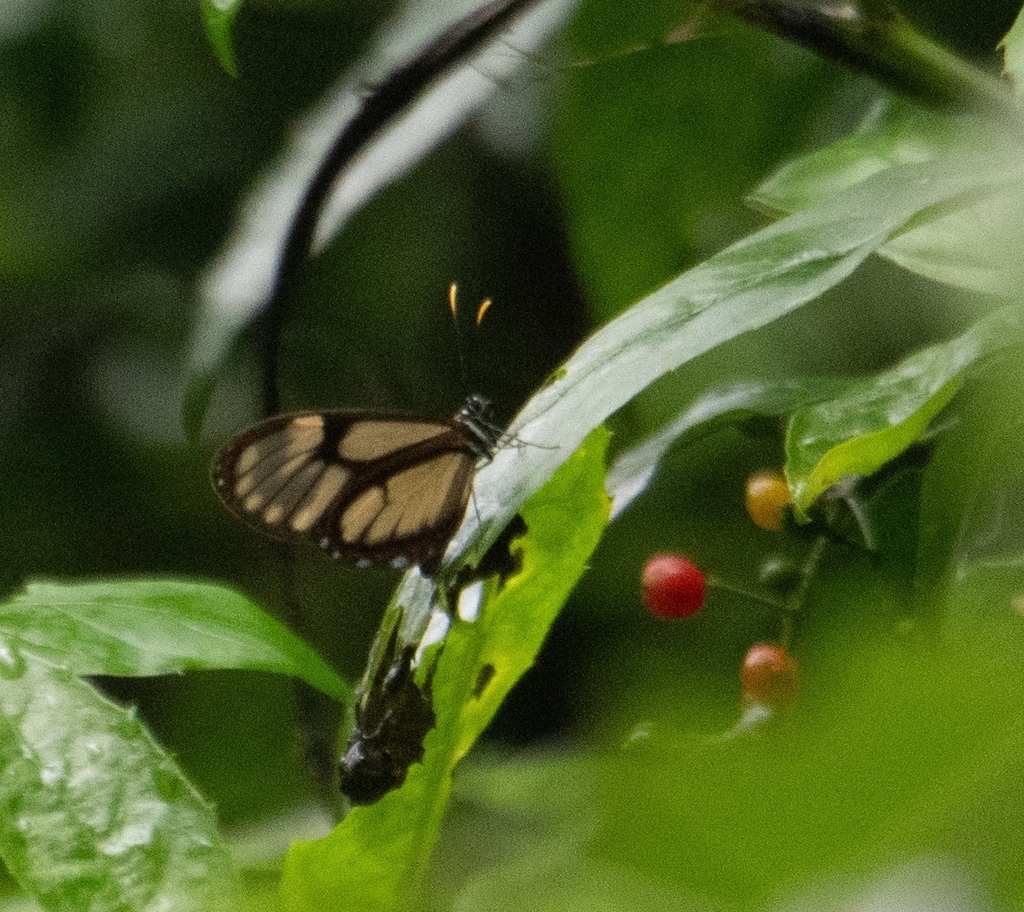 Pteronymia ozia