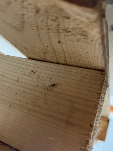 Long-bodied Cellar Spider