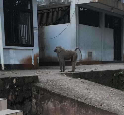 Olive Baboon
