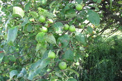 Malus praecox