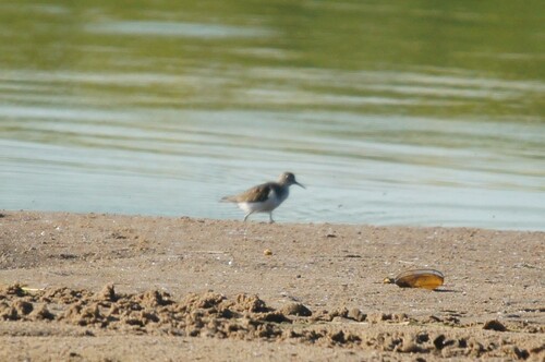 iNaturalist image