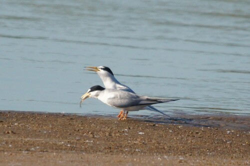 iNaturalist image