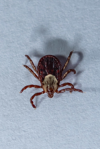 Rocky Mountain Wood Tick