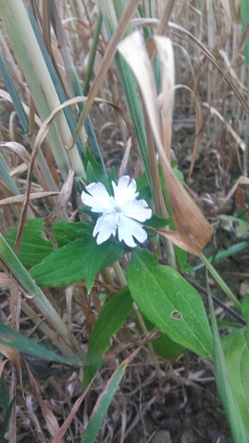 white campion