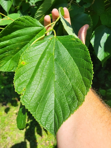 red mulberry