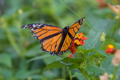 Danaus plexippus plexippus
