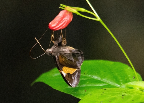 Lychnuchoides ozias