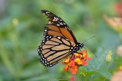 Danaus plexippus plexippus