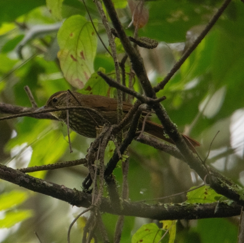 Buff-browed Foliage-gleaner