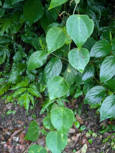 Passiflora guatemalensis, photograph 2