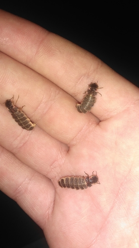 European Glow-worm