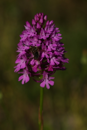 pyramidal orchid