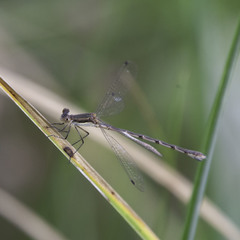 Lestes australis
