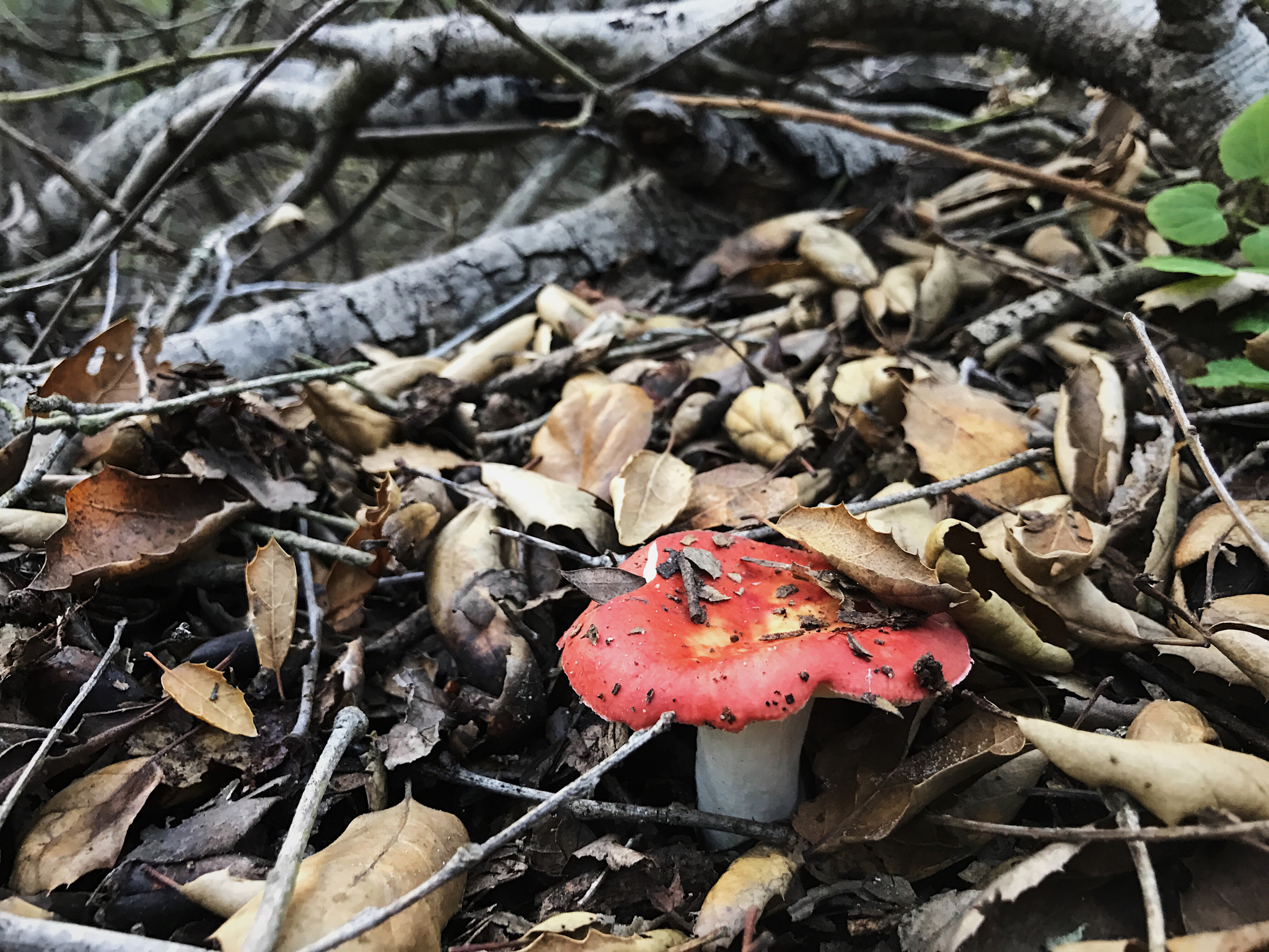 Russula cremoricolor image