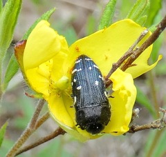 Acmaeodera ornata