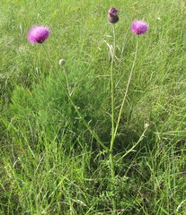 Carduus hamulosus