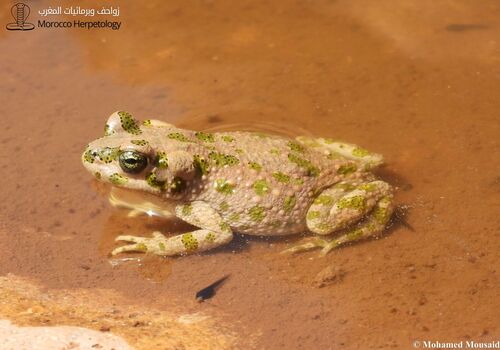 Brongersma's Toad