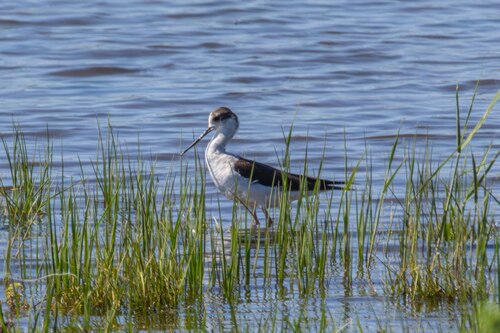 iNaturalist image