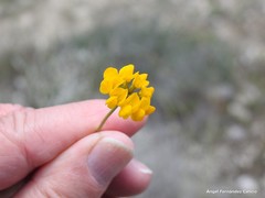 Hippocrepis scabra