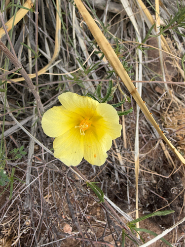 desert rosemallow