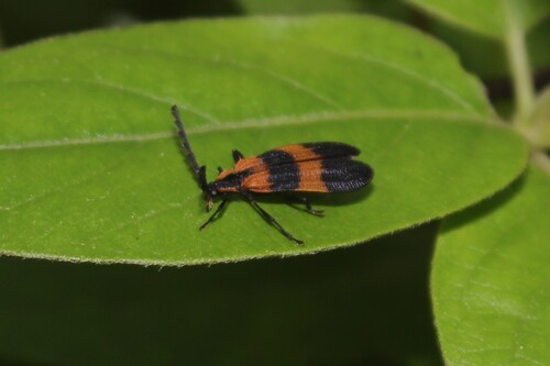 Banded Net-winged Beetle photo 2