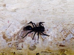 Aphantochilus rogersi