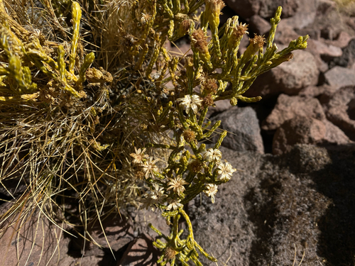 Parastrephia quadrangularis, photograph 5