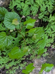 Vitis tiliifolia, photograph (c) portioid, some rights reserved (CC BY)