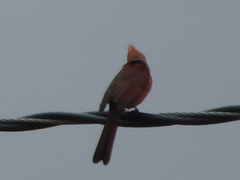 Cardinalis cardinalis