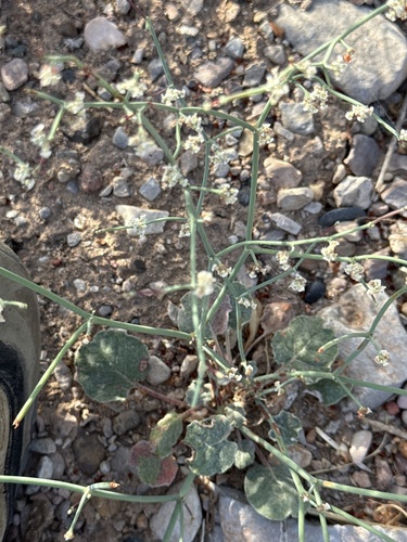 Roundleaf Buckwheat
