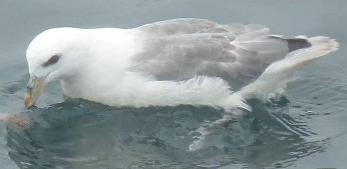 Northern Fulmar