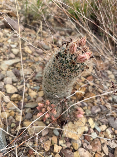 Whitecolumn Foxtail Cactus