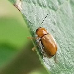 Cryptocephalus populi