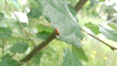 Cryptocephalus populi