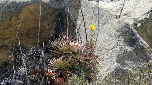 Deuterocohnia chrysantha, photograph 4